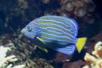 Blaustreifen-Samtkaiserfisch (Chaetodontoplus septentrionalis) am 112.12.2009 im Aquarium des Berliner Zoos.