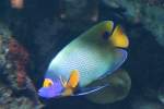 Blaukopf-Kaiserfisch (Pomacanthus xanthometopon) am 12.12.2009 im Zoo-Aquarium Berlin.