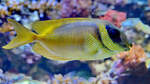 Ein Indonesischer Korallenkaninchenfisch Mitte Dezember 2010 im Zoo Madrid.