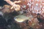 Fadenflossen-Kardinalbarsch (Apogon leptacanthus) vor einer verzweigten Trogkoralle (Duncanopsammia axifuga) am 12.12.2009 im Aquarium des Berliner Zoos.