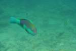 Ein Kugelkopf-Papageienfisch (Chlorurus sordidus  ) in einem Riff innerhalb des Atolls.Malediven, Ari-Atoll am 11.11.2007.