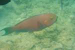 Ein grn geschminkter Papageienfisch (Chlorurus gibbus) in einem Riff innerhalb des Atolls.Malediven, Ari-Atoll am 11.11.2007.