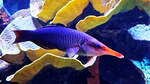 Im Bild ein Vogel-Lippfisch im Aquazoo Dsseldorf.