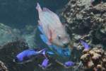 Ein Regenbogen-Papageifisch (Scarus guacamaia) und eine Gruppe Creolen-Lippfische (Clepticus parrai) gemeinsam auf Futtersuche.