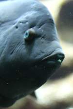 Die Zhne eines Spiegelfleck-Lippfisches (Coris aygula).