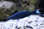 Blauer Vogel-Lippfisch (Gomphosus caeruleus caeruleus) am 23.4.2010 im Meeresaquarium Zella-Mehlis.