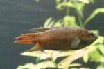 Gestreifter Fadenfisch (Colisa fasciata) am 9.2.2010 im Vivarium Karlsruhe.