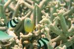 Buntes Treiben von Dreibinden-Preuenfischen (Dascyllus aruanus) und einem Indischen Rippen-Falterfisch (Chaetodon trifasciatus) in einer kleinen Koralle am Strand.Malediven, Ari-Atoll am 11.11.2007.