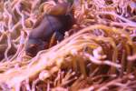 Ein Samt-Anemonenfisch (Amphiprion biaculeatus) versucht sich in einer Kupferanemone (Entacmaea quatricolor)zu verstecken.