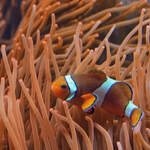 Hier zu sehen ein Orangeringelfisch (Westlicher Clownfisch / Orange-Ringel-Anemonenfisch) im Aquazoo Dsseldorf.