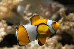 Echter Clownfisch (Amphiprion percula) am 9.2.2010 im Vivarium Karlsruhe.