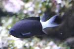 Zweifarben Riffbarsch (Chromis bicolor) am 23.4.2010 im Meeresaquarium Zella-Mehlis.