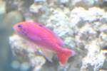 Ein Fahnenbarsch (Pseudanthias bimaculatus) am 12.12.2009 im Aquarium des Berliner Zoos.