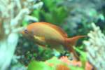 Juwelen-Fahnenbarsch (Pseudanthias squamipinnis) im  Tierpark Berlin.