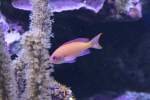 Purpur-Fahnenbarsch (Pseudanthias tuka) am 9.2.2010 im Vivarium Karlsruhe.