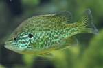 Gemeiner Sonnenbarsch oder Krbiskernbarsch (Lepomis gibbosus) am 26.6.2010 im Leipziger Zoo.