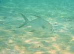 Eine Dreipunkt-Langflossen-Stachelmakrele (Trachinotus bailloni) durchstreift den Strand.