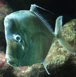 Bodengucker (Selene vomer) am 19.3.2010 im Zooaquarium Basel.