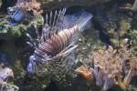 Indischer Rotfeuerfisch (Pterois miles) am 4.6.2010 auf dem Mundenhof.