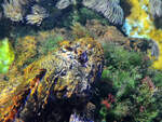 Der Kopf einer Groe Meersau (Groer Drachenkopf), so gesehen Mitte Januar 2012 im Aquazoo Dsseldorf.