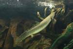 Schmuck-Flsselhecht (Polypterus ornatipinnis) am 26.6.2010 im Leipziger Zoo.