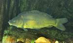 Karpfen (Cyprinus carpio) im Zoo Hluboka /Tschechien