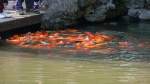 Wehe wenn sie gefttert werden, dann mutieren die niedlichen Goldfische zu einem Schwarm von Killer-Karpfen:-)    Shanghai, Yu-Garden, 21.10.2015