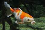 Koi Fisch, aufgenommen im Haus des Meeres in Wien.