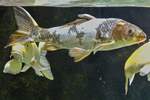 Koi Fische, aufgenommen im Haus des Meeres in Wien.