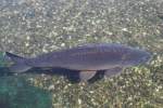 Spiegelkarpfen (Cyprinus carpio morpha noblis) am 23.4.2010 im Meeresaquarium Zella-Mehlis.