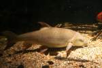 Silberkarpfen (Hypophthalmichthys molitrix) am 10.1.2010 im Sea Life Berlin.