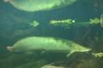 Arapaima (Arapaima gigas) am 12.12.2009 im Aquarium des Berliner Zoos.