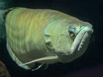 Ein Silbergabelbart (?) im Aquazoo Dsseldorf.