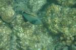 Ein Indischer Drckerfisch (Melichthys indicus) beim Schwimmen durchs Riff.
