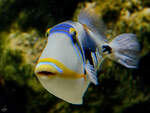 Dieser Picasso-Drckerfisch war Mitte Januar 2012 im Aquazoo Dsseldorf zu sehen.