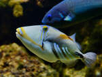 Ein Picasso-Drckerfisch Mitte Januar 2012 im Aquazoo Dsseldorf.