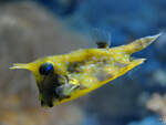 Ein Langhorn-Kofferfisch war im Aquarium des Zoo´s in Madrid zu sehen.