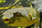 Mitte Januar 2012 habe ich im Aquazoo Dsseldorf diesen Goldringel-Kugelfisch (Riesenkugelfisch / Teppichkugelfisch) abgelichtet.