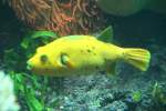 Zitronenkugelfisch oder Perlhuhn-Kugelfisch (Arothron meleagris) im Tierpark Berlin.