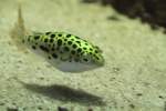 Grner Kugelfisch (Tetraodon nigroviridis) am 9.2.2010 im Vivarium Karlsruhe.