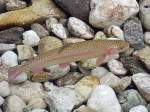 Regenbogenforelle (Oncorhynchus mykiss) wartet im glasklaren Gewsser der Breitsach auf Nahrung;110908