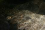 Marmorrochen (Raja undulata) hat sich im Kies vergraben.