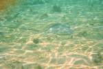 Vorsicht beim Baden! Ein Stachelrochen der Gattung (Himantura) durchstreift den Strand.