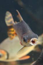 Nachtsalmer (Semaprochilodus taeniurus) am 19.3.2010 im Zooaquarium Basel.