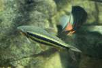 Gestreifter Leporinus (Leporinus arcus) am 12.3.2010 im Zooaquarium Berlin.