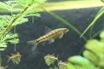 Gebnderter Bodensalmler (Characidium fasciatum) am 9.2.2010 im Vivarium Karlsruhe.