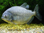 Ein Roter Piranha