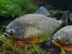 Mitte Januar 2012 waren im Aquazoo Dsseldorf Gelbe Piranhas zu sehen.