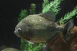 Natterers Sgesalmler oder Roter Piranha (Serrasalmus nattereri) am 25.9.2010 im Toronto Zoo.