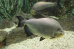 Schwarzer Pacu (Colossoma macropomum) am 3.10.2010 im Marineland in Niagara Falls.